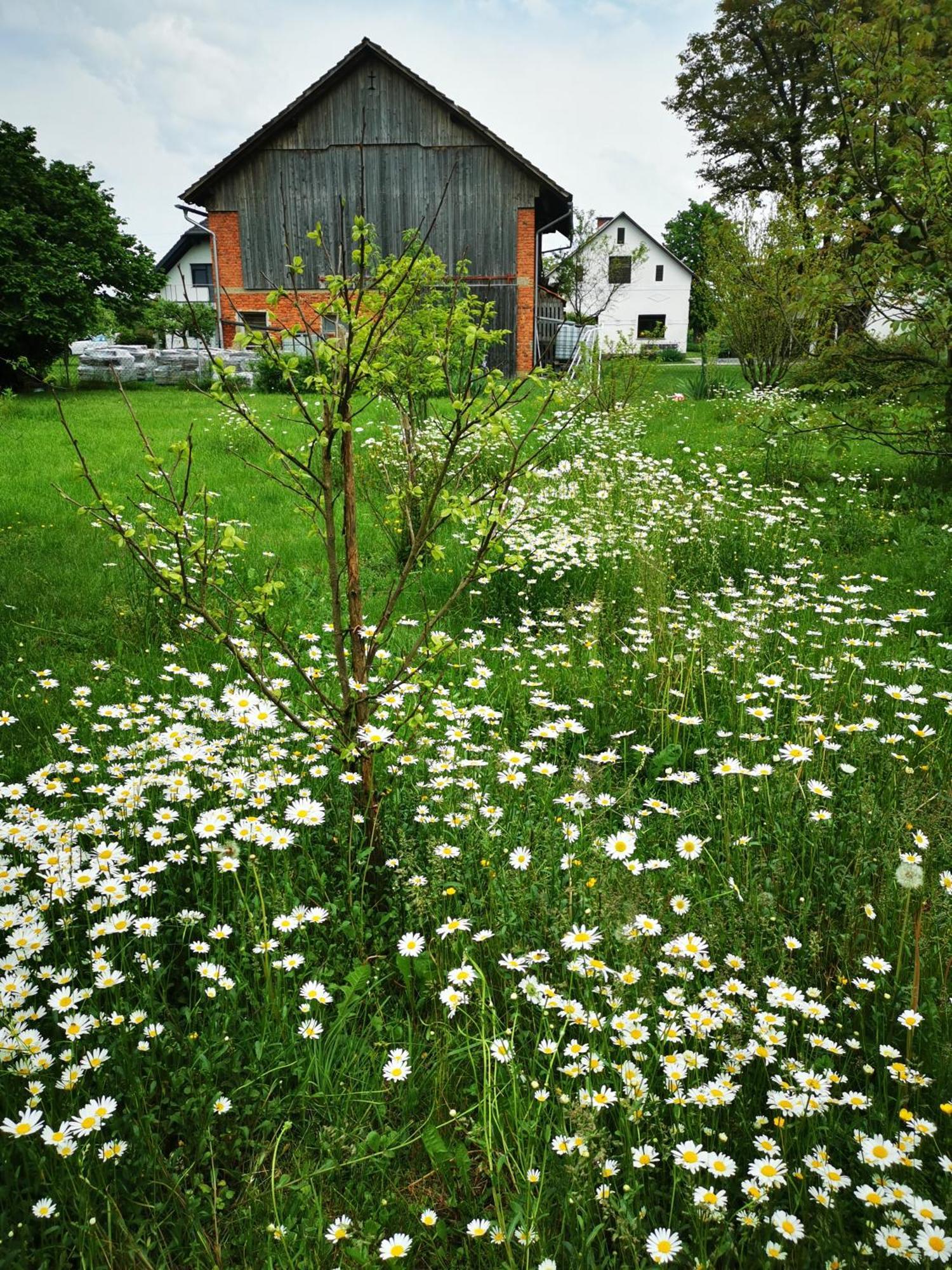 Merikotka - A Cozy Wooden Cottage, Slovenia Braslovce Exterior foto